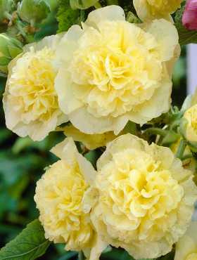 Malwa różowa Chaters Yellow (P9)