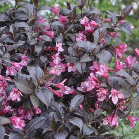 Krzewuszka Elvera (C2)