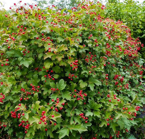 KALINA KORALOWA (C2)