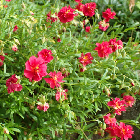 Posłonek ogrodowy Cerise Queen (C2)