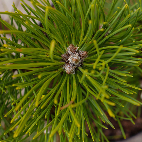 Sosna czarna Borovany szczepiona NP