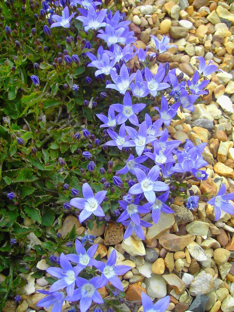 Dzwonek gargański Major (C2)