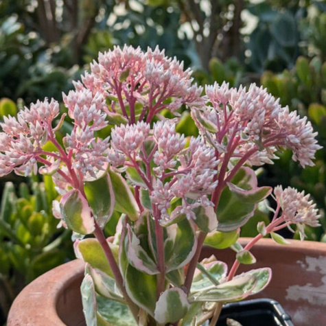 Rozchodnik wielki La Vie en Rose (C2)