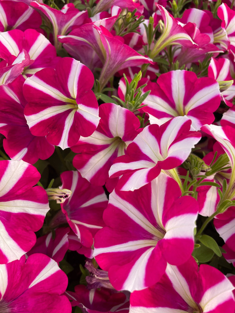 Surfinia Peppy Hot Pink różowo-biała