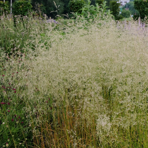 Śmiałek Darniowy Pixie Fountain (C2)