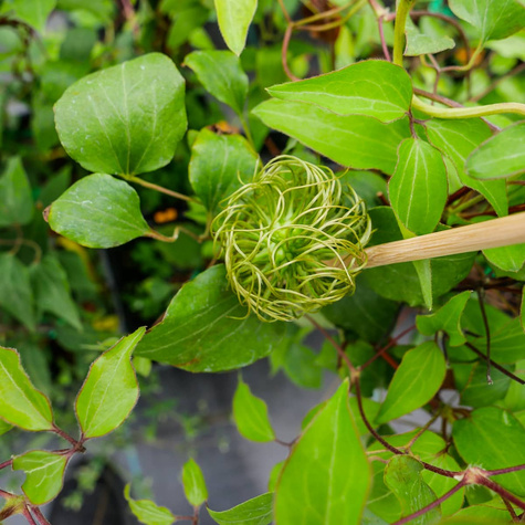 Powojnik Clematis wielkokwiatowy Bałtyk (C2)
