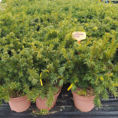 Cis pospolity Repandens