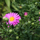Aster krzaczasty purpurowy (C2)