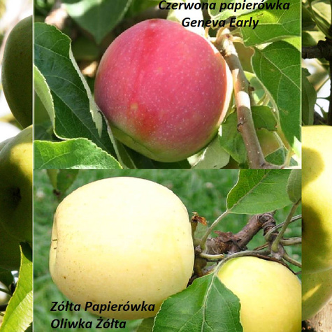 Duo Jabłoń Czerwona i Żółta papierówka Plant Pack