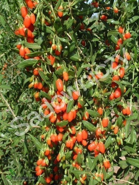 Jagoda Goji Kolcowój Korean Big