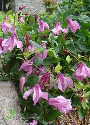 Powojnik Clematis bylinowy Alionushka
