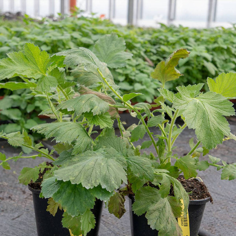 Kuklik szkarłatny Mrs Bradshaw (C2)