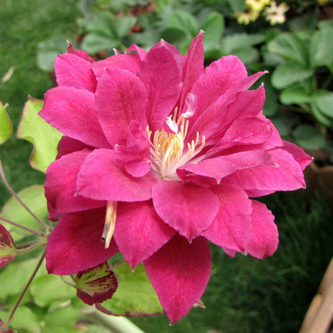Powojnik Clematis wielkokwiatowy Red Star
