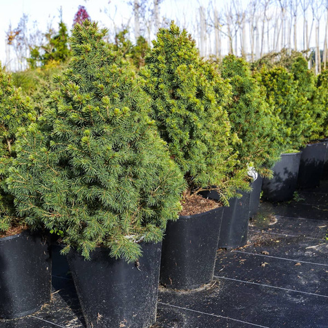 Świerk biały Rainbow's End (C2)