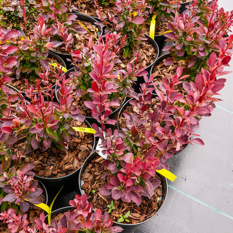 Berberys Thunberga Red Rocket (C2)