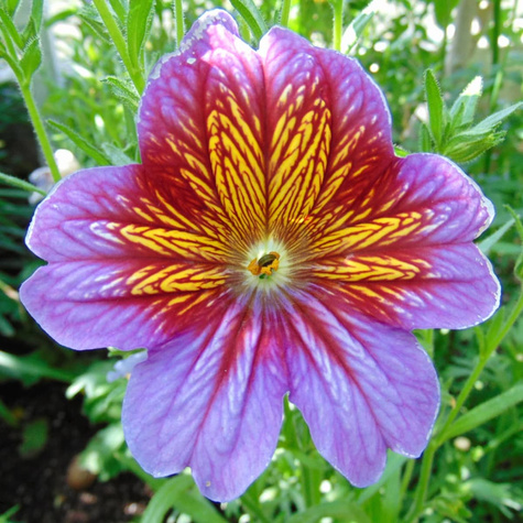 Tujałka Bolero mix kolorów 0,5g