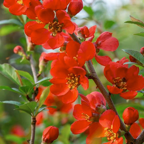 Pigwowiec pośredni Orange Trail C2