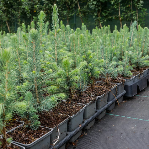 Świerk kłujący Kaibab (P9)