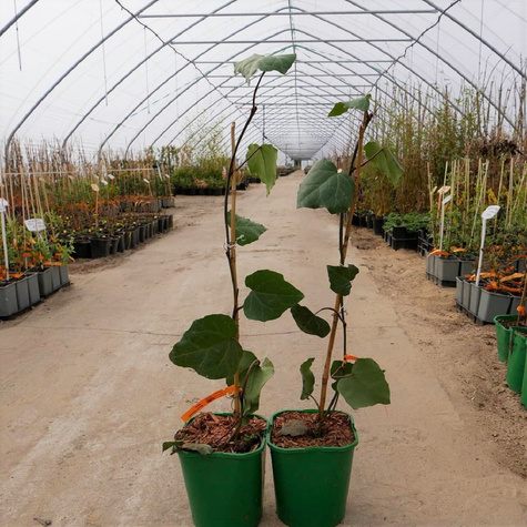 Bluszcz kolchidzki Denata (C2)