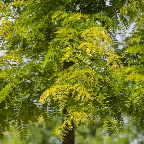Glediczja trójcierniowa Sunburst (C15)