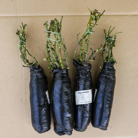 Róża miniaturka różowa The fairy balot