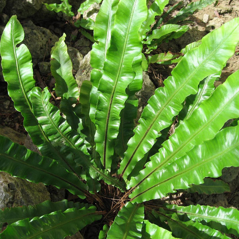 Języcznik zwyczajny - król cienistego zakątka (C2)