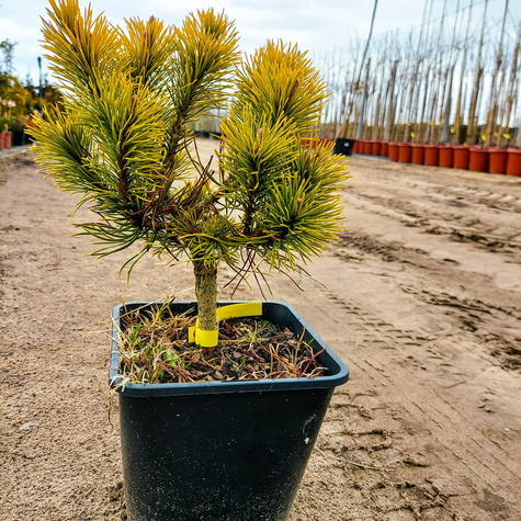 Sosna Winter Gold szczepiona NP