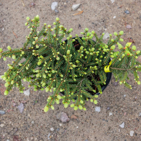 Świerk pospolity Nidiformis gniazdkowy (C2)