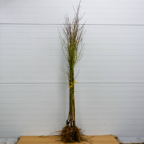 Brzoskwinia Harbinger Plant Pack