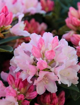Rododendron Dreamland (C2)