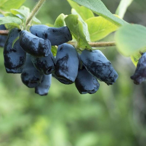 Jagoda kamczacka Zielona