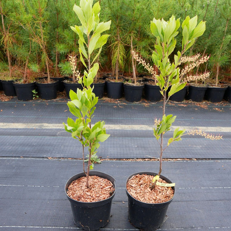 Orszelina olcholistna (C2)