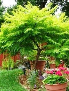 Sumak octowiec Sumak odurzający Mrozoodporny Egzotyczny (C5)