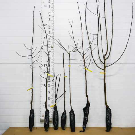 Porzeczka biała na pniu Plant Pack