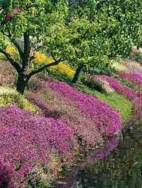 Żagwin zestaw kolorów 0,2g