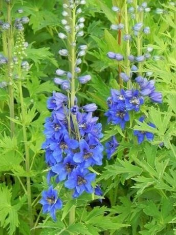 ostróżka ogrodowa Blue Jay (C2)