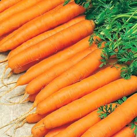 Marchew jadalna Amsterdam 3 Amsterdamska wczesna 5g