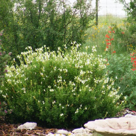 Szałwia greggii Mirage White (C2)