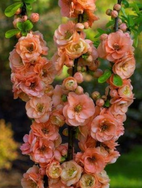 Pigwowiec pośredni Cameo (C2)