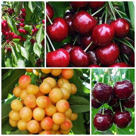 Zestaw Czereśni Późnych z Zapylaczami Plant Pack