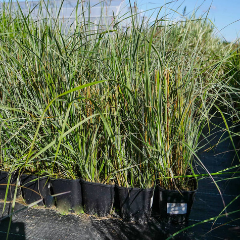 Miskant chiński Rotsilber (C2)