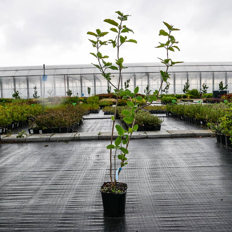 Kalina hordowina (C2)