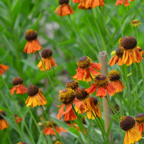 Dzielżan ogrodowy Moerheim Beauty (C2)