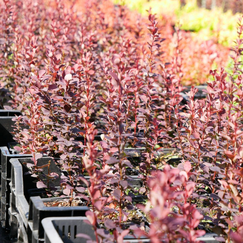 Berberys thunberga Chocolate Summer (P9)