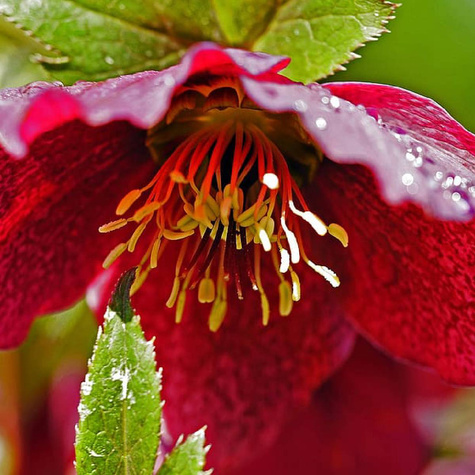 Ciemiernik wschodni Double Ellen Red