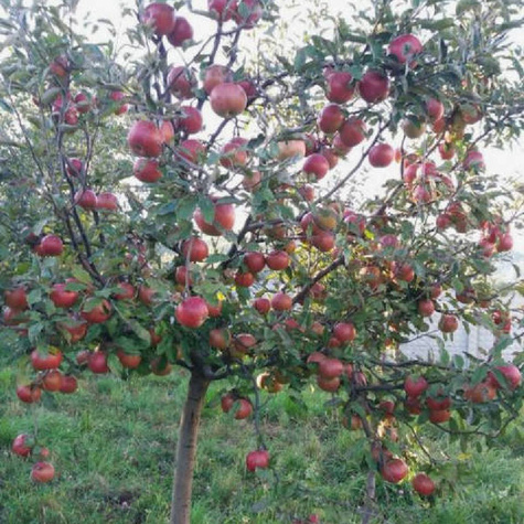 Jabłoń Ariwa w doniczce C2