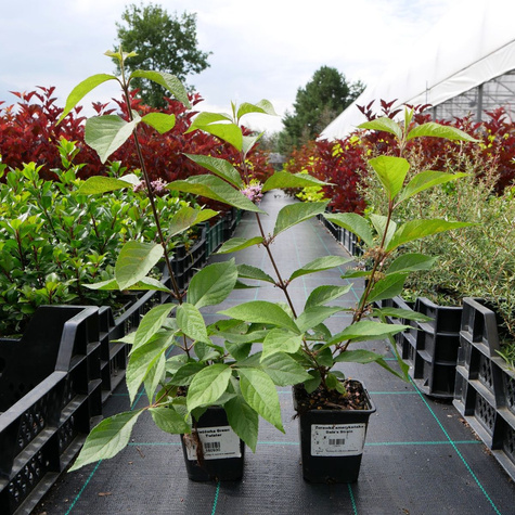 Pięknotka Bodiniera Autumn Glory (P9)