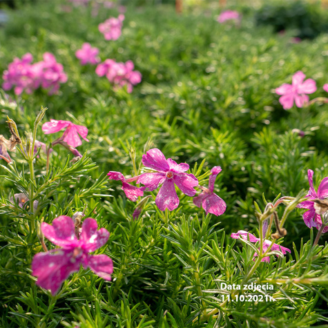 Płomyk szydlasty Floks McDaniel's Cushion