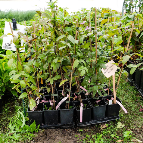 Powojnik Clematis różnolistny Heather Herschell GI