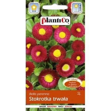 Stokrotka trwała czerwona 0,1 g